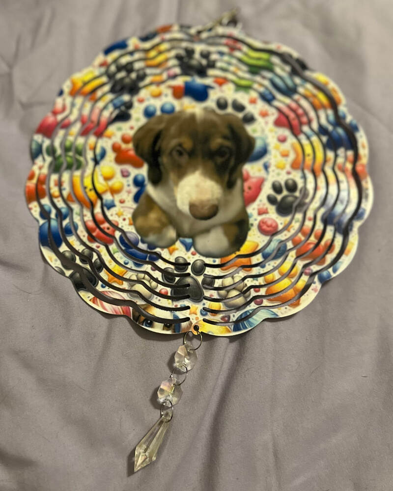 DACHSHUND PUPPY